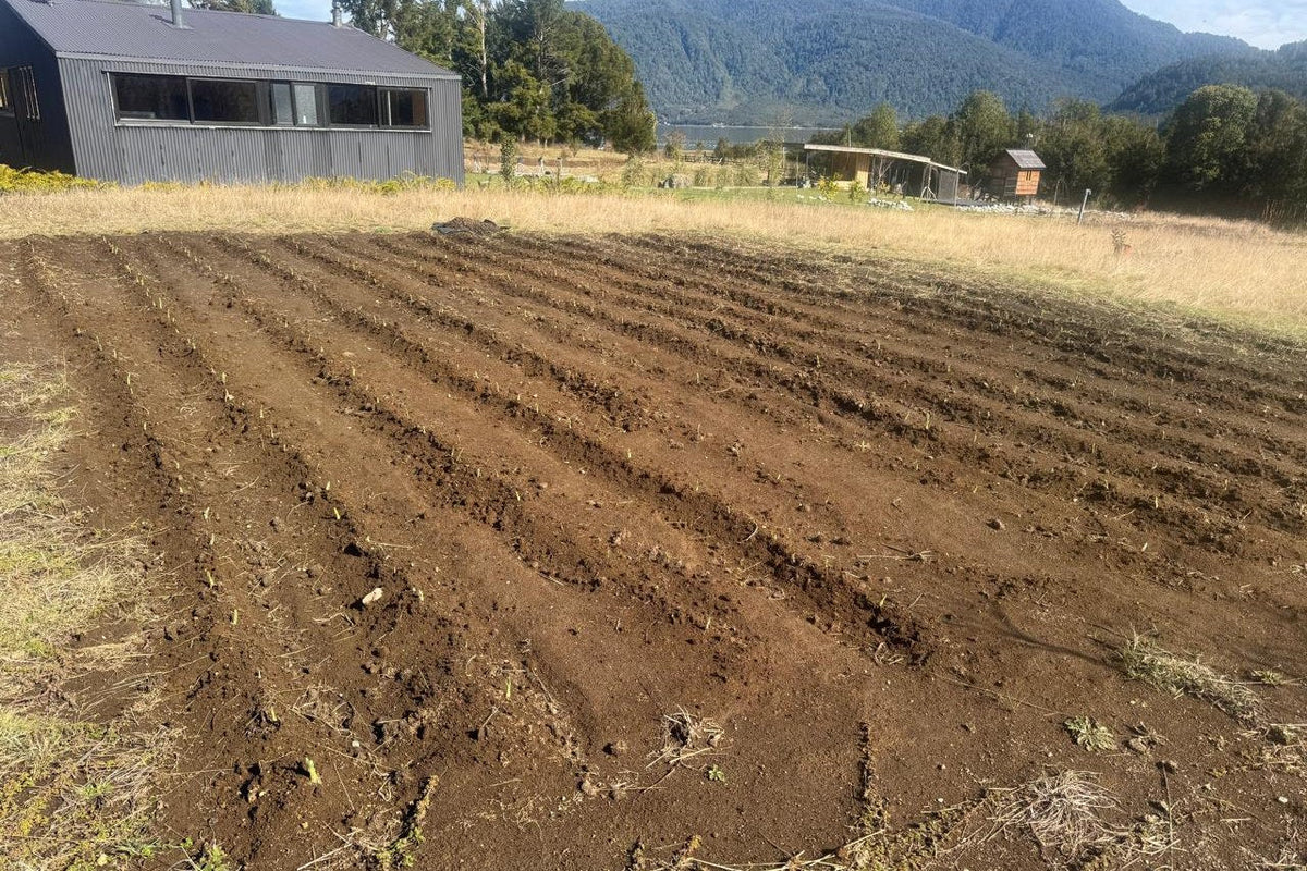Campo de ajo recién brotado en la Patagonia chilena